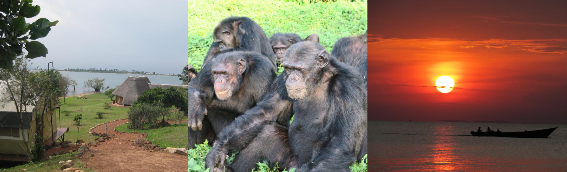 Volunteering Schimpansen Uganda