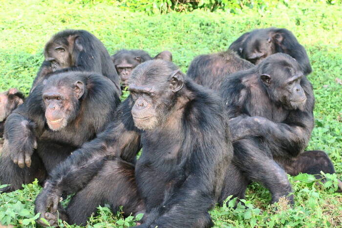Schimpansen Uganda