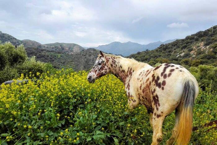 Pferd in Andalusien