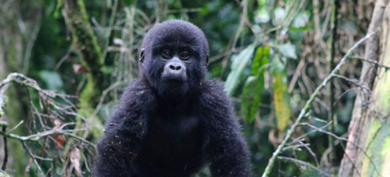 Gorilla Schutz Projekt Uganda