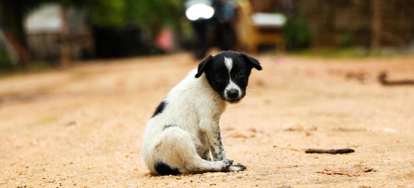 Hilf die lokale Bevölkerung in Thailand über Tierschutz aufzuklären