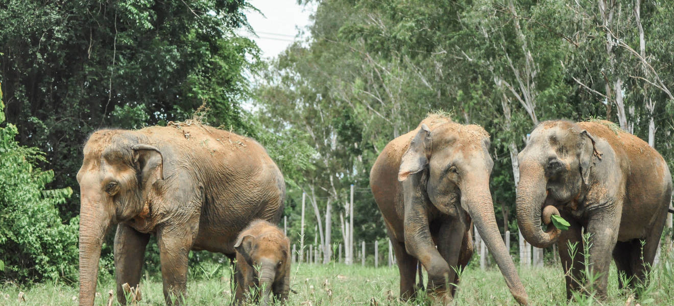 Freiwilligenarbeit mit Elefanten