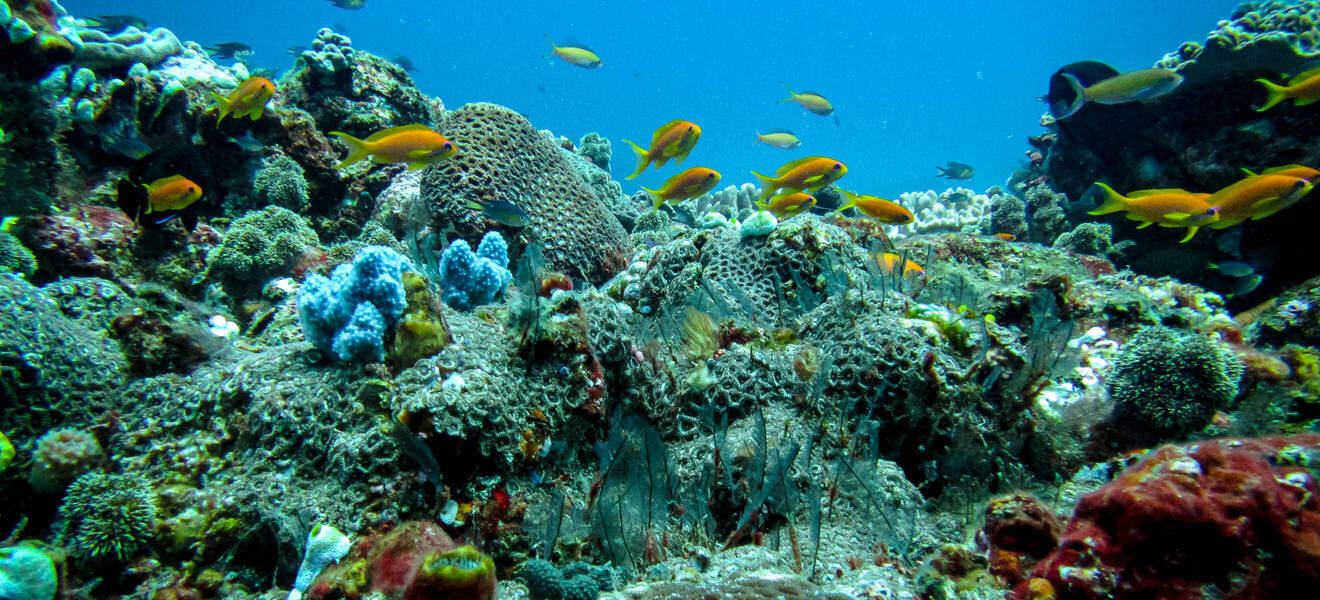 Unterwasserwelt in Südafrika