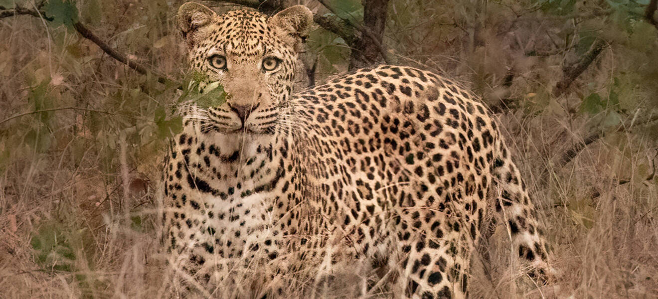 Wildtiere schützen in Südafrika