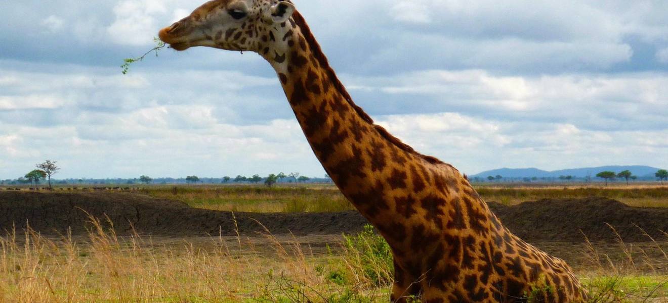 Giraffe im Lake-Manyara-Nationalpark
