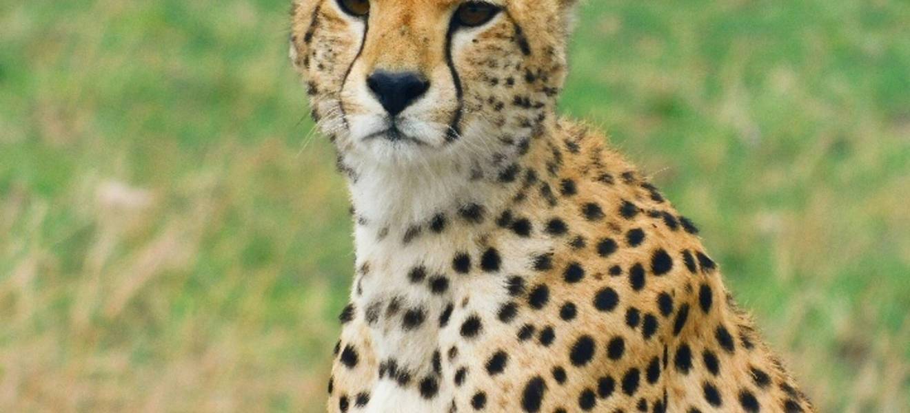 Leopard im Ngorongoro-Krater