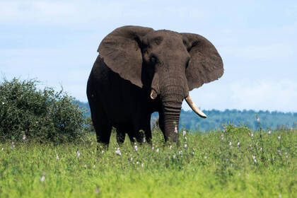 Elefanten-Safari