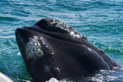 Wal vor der Küste Südafrikas