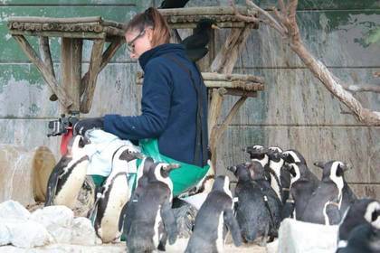 Freiwilligenarbeit im Ausland Südafrika Pinguin