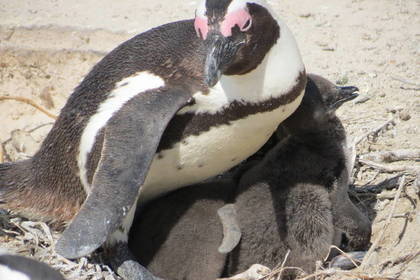 Seevogel Pinguin Kapstadt