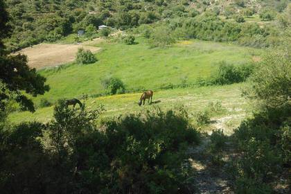 Natur Spanien Pferde