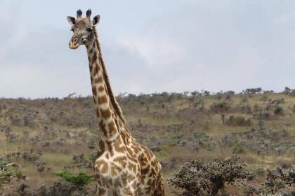 Entdecke die Wildnis in Tansania