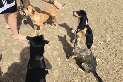 Freiwilligenarbeit mit Hunden in Thailand