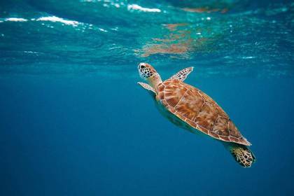 Schildkröte im Meer 