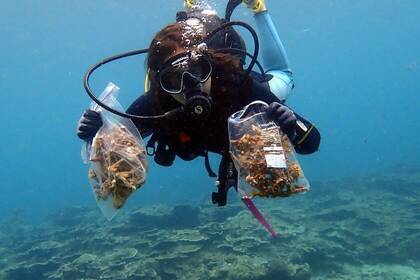 Volunteer taucht mit Korallensetzlingen, die am Riff angepflanzt werden