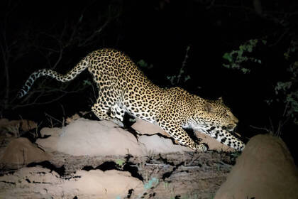 Leopard in der Nacht