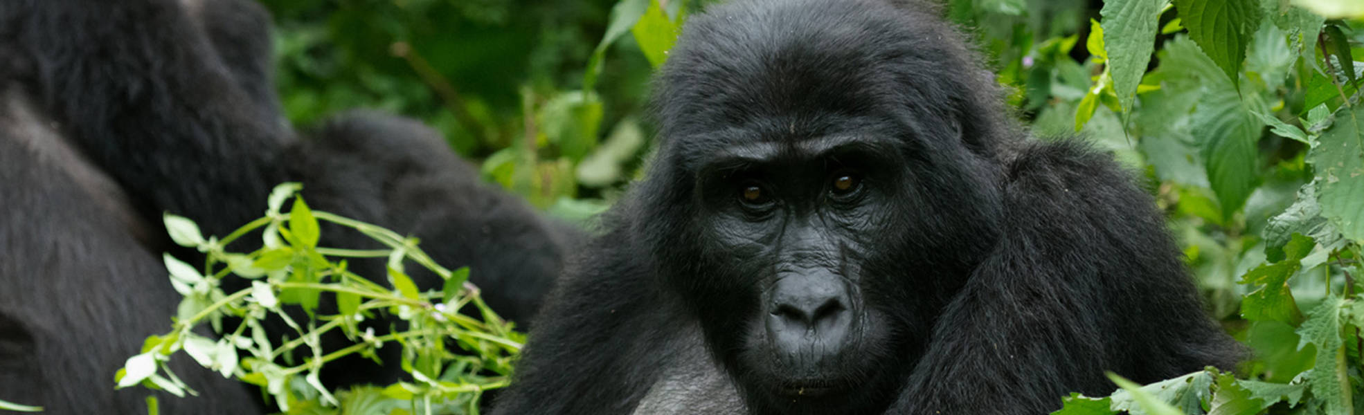 Freiwilligenarbeit mit Gorillas in Uganda