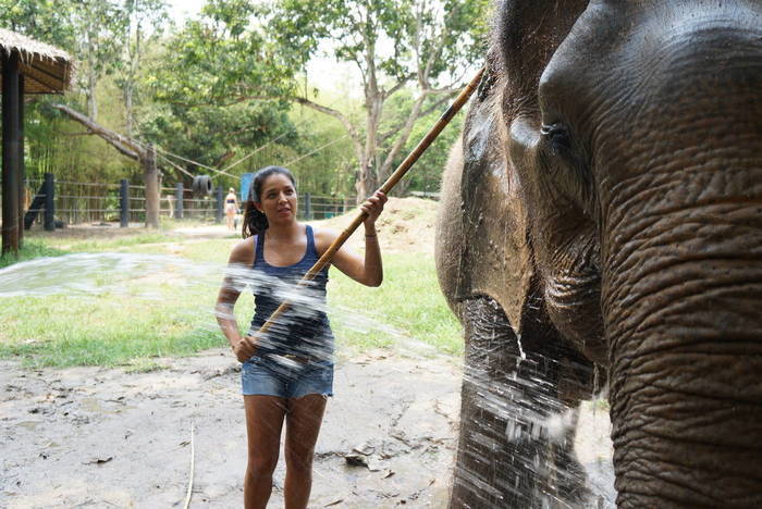 Elefanten füttern in Thailand