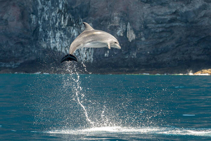 Delfine und Wale erforschen auf Teneriffa