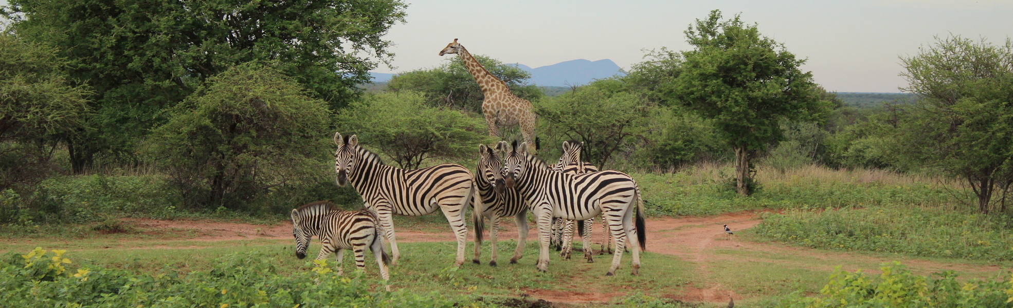 Freiwilligenarbeit Südafrika