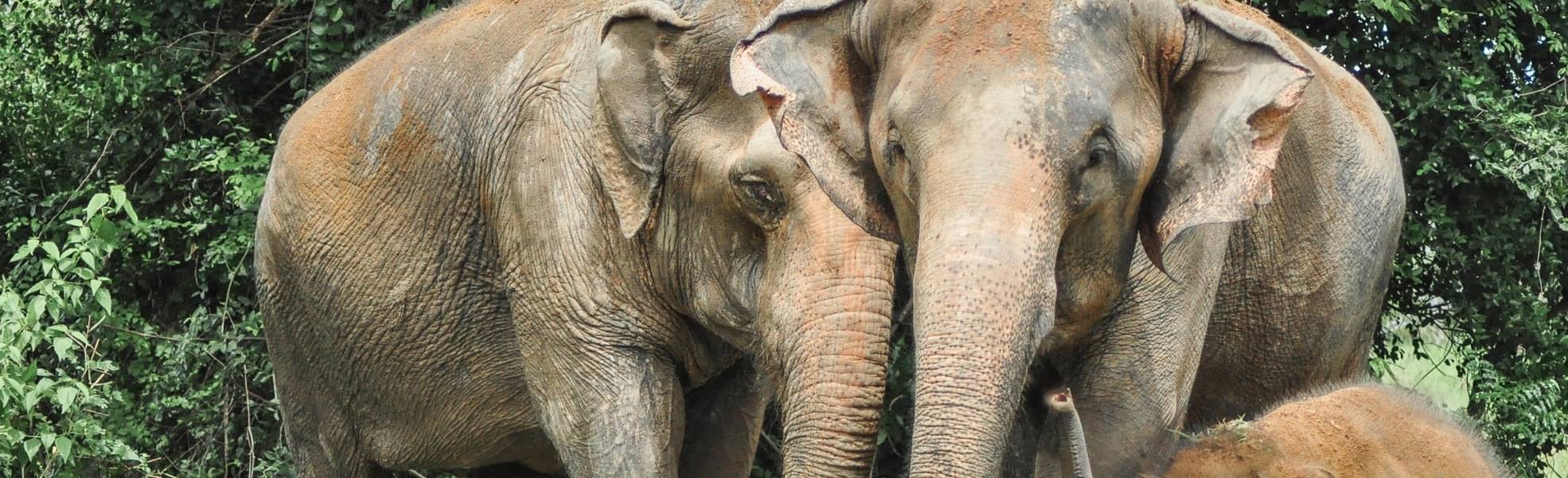 Freiwilligenarbeit Thailand