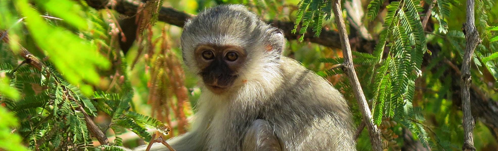 Freiwilligenarbeit Südafrika