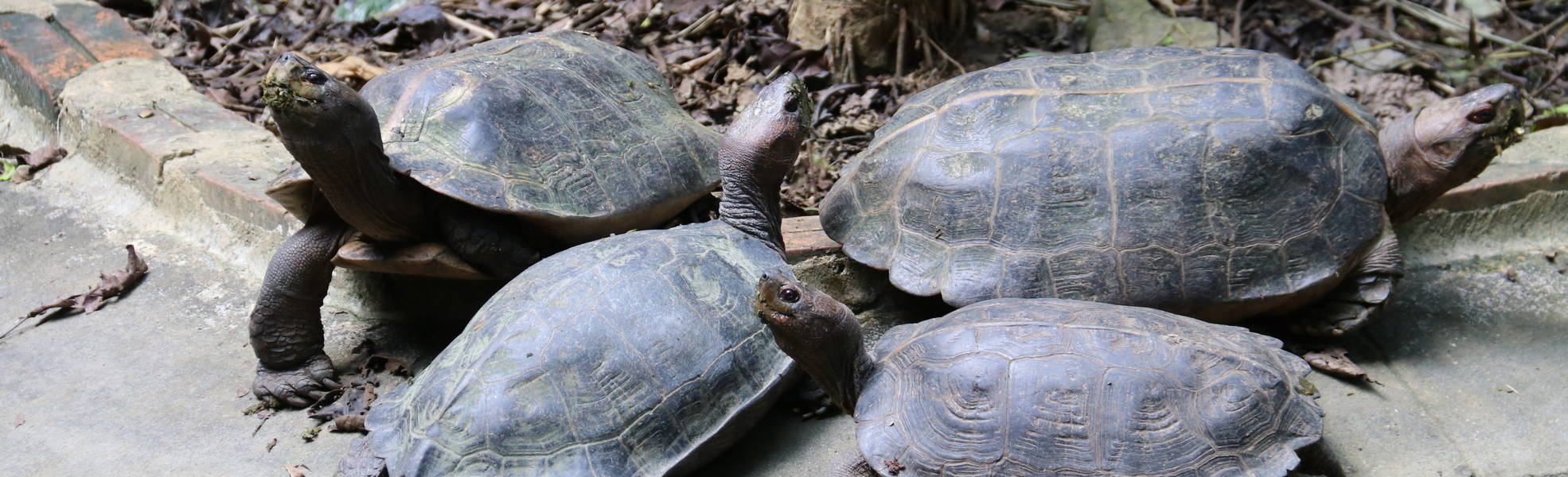 Freiwilligenarbeit Vietnam