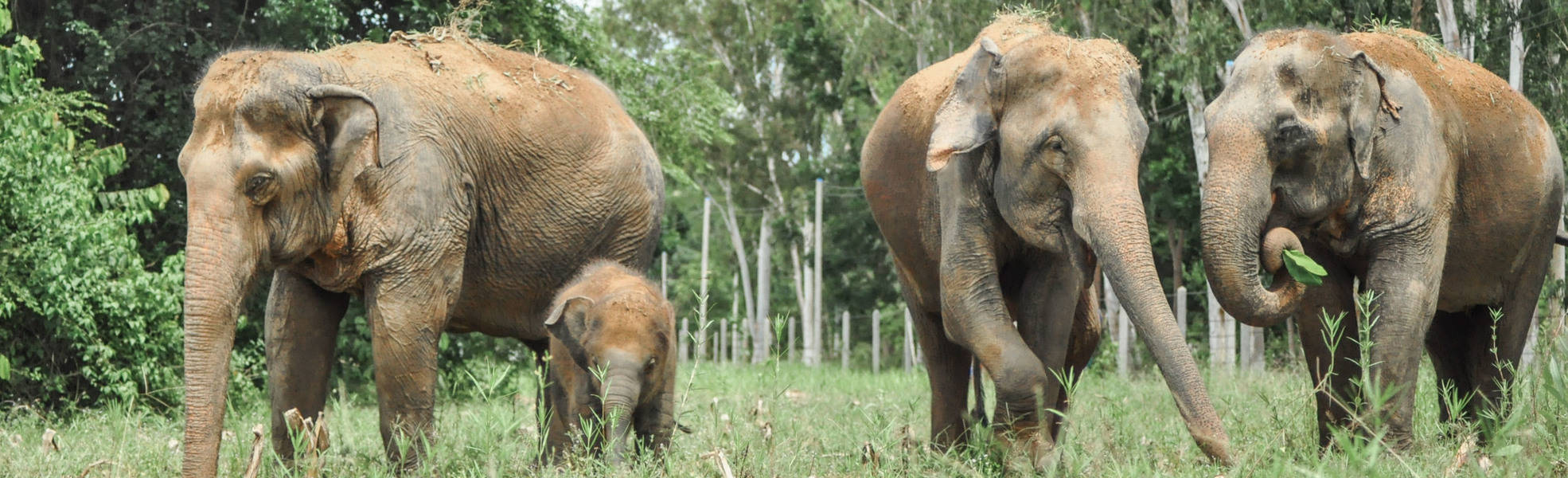 Freiwilligenarbeit Thailand
