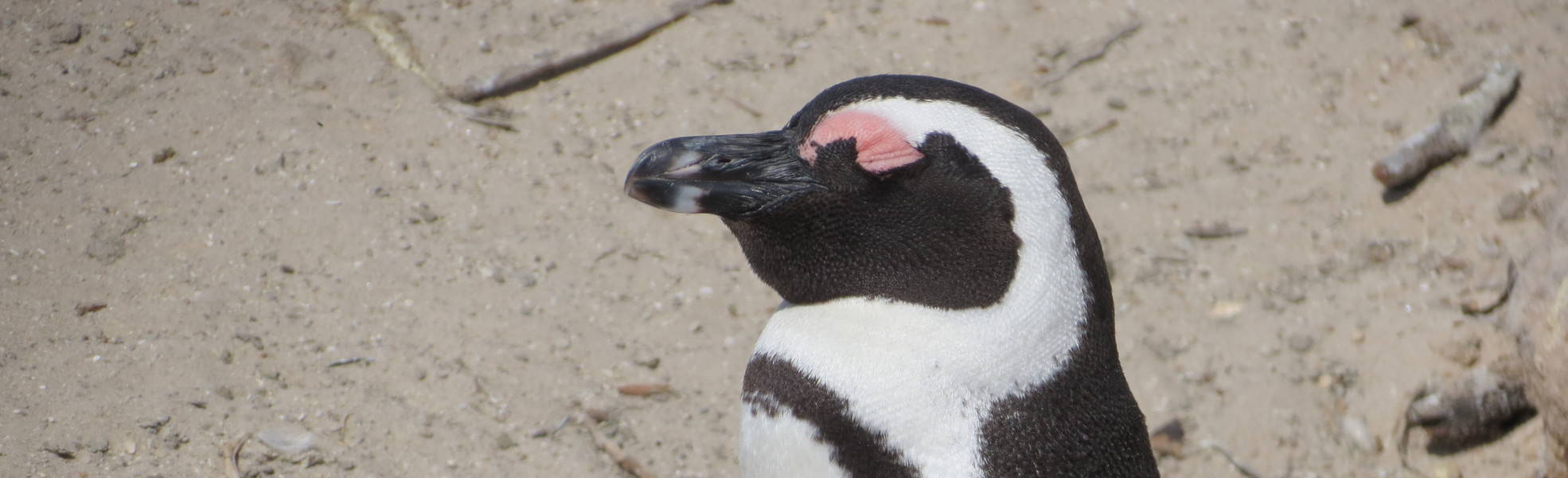 Freiwilligenarbeit Südafrika