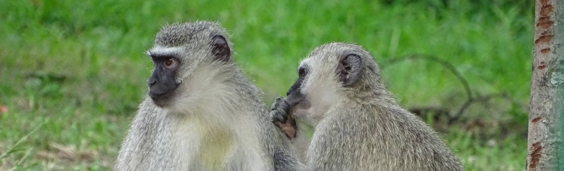 Freiwilligenarbeit Südafrika