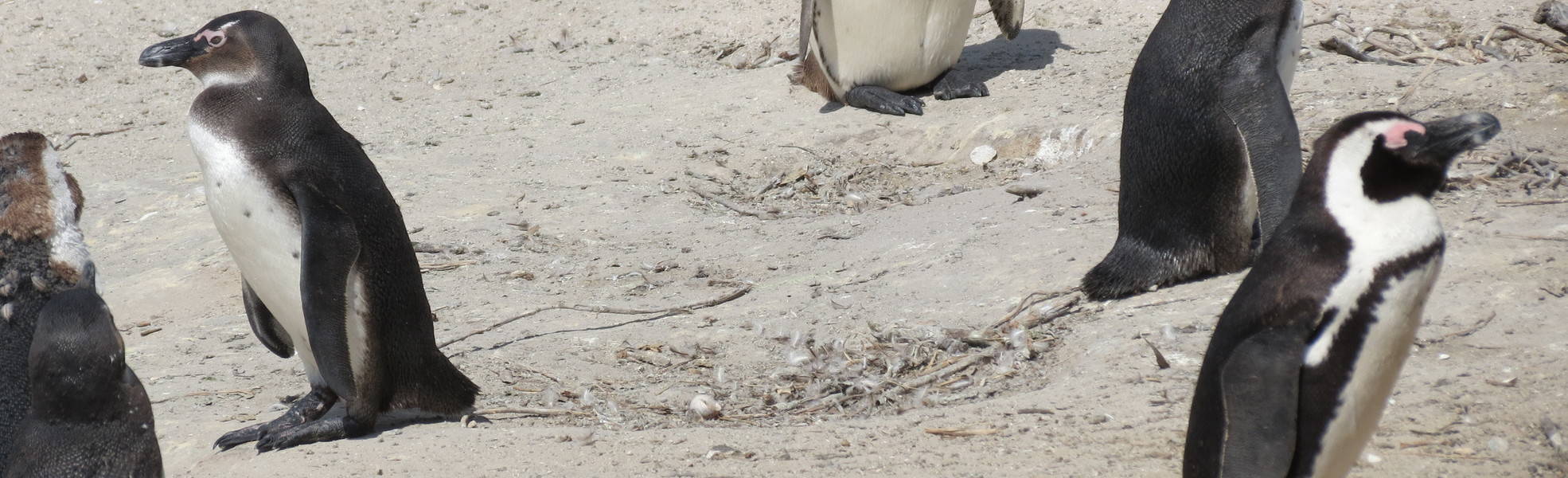 Freiwilligenarbeit Südafrika