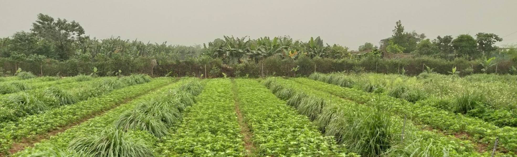 Freiwilligenarbeit Vietnam