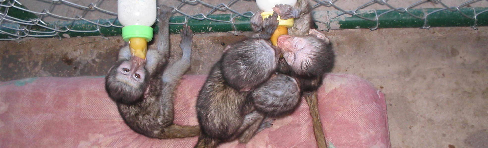 Freiwilligenarbeit Südafrika