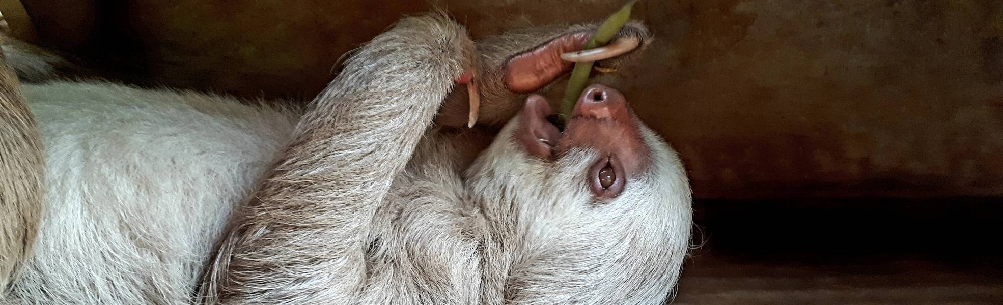 Freiwilligenarbeit Costa Rica