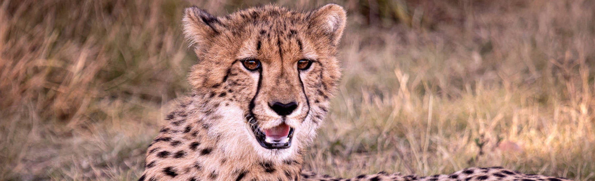 Freiwilligenarbeit Südafrika