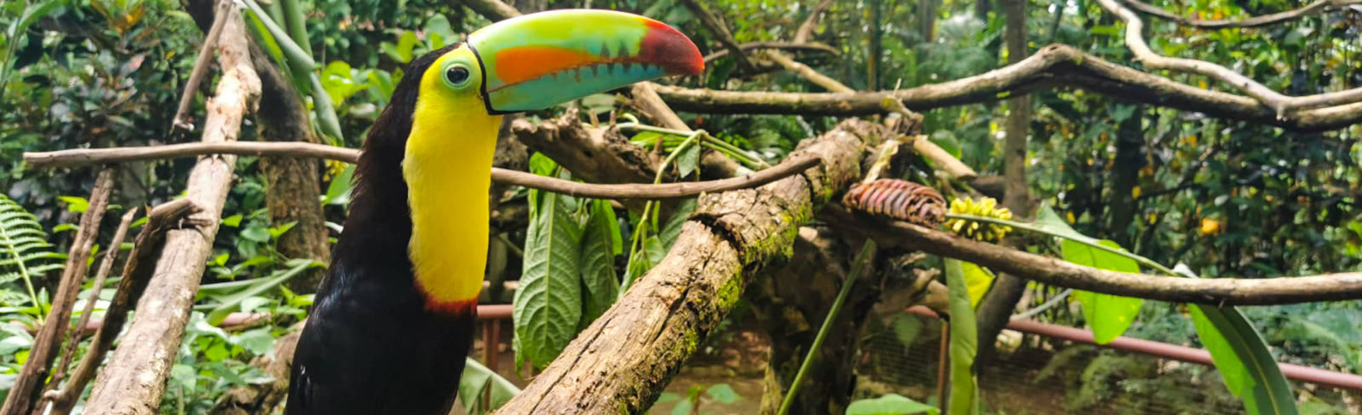 Freiwilligenarbeit Costa Rica