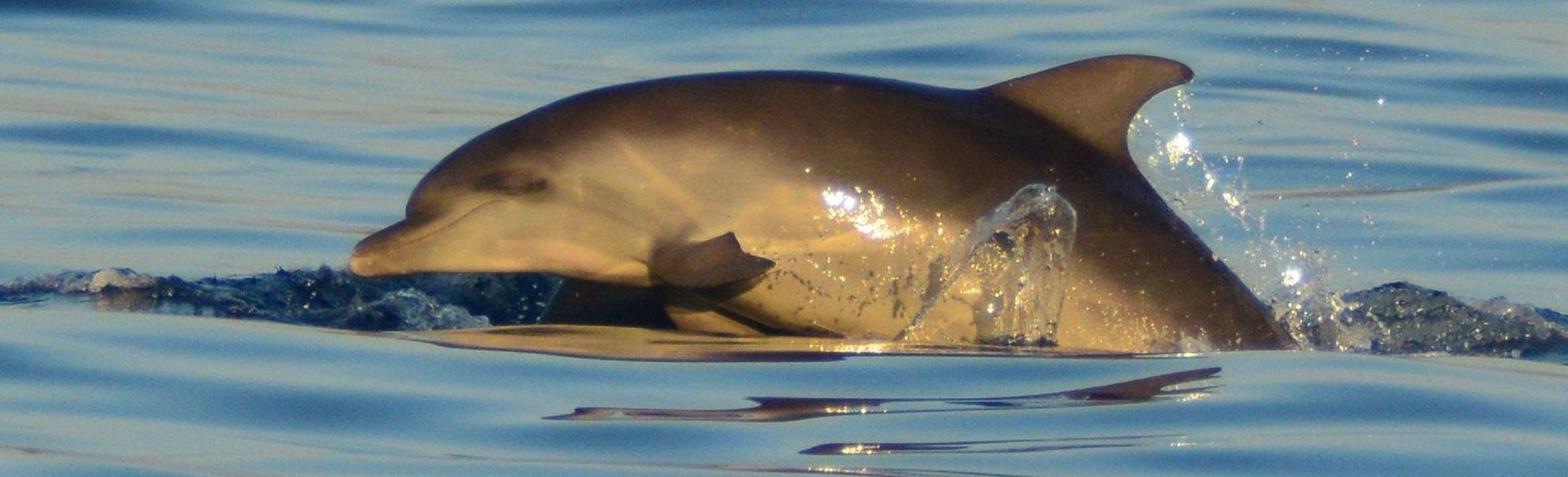 Freiwilligenarbeit Kroatien