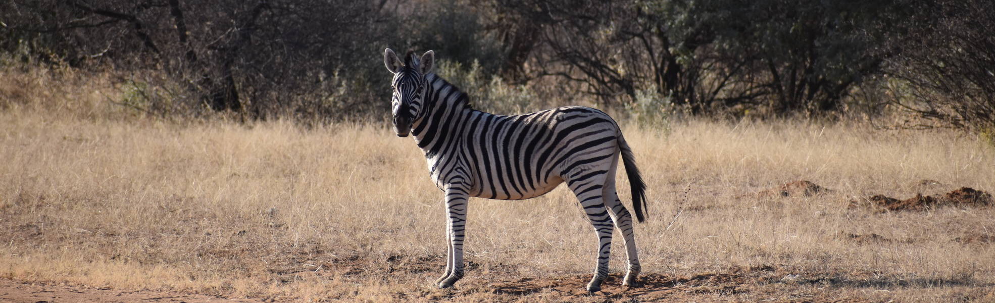 Freiwilligenarbeit Namibia