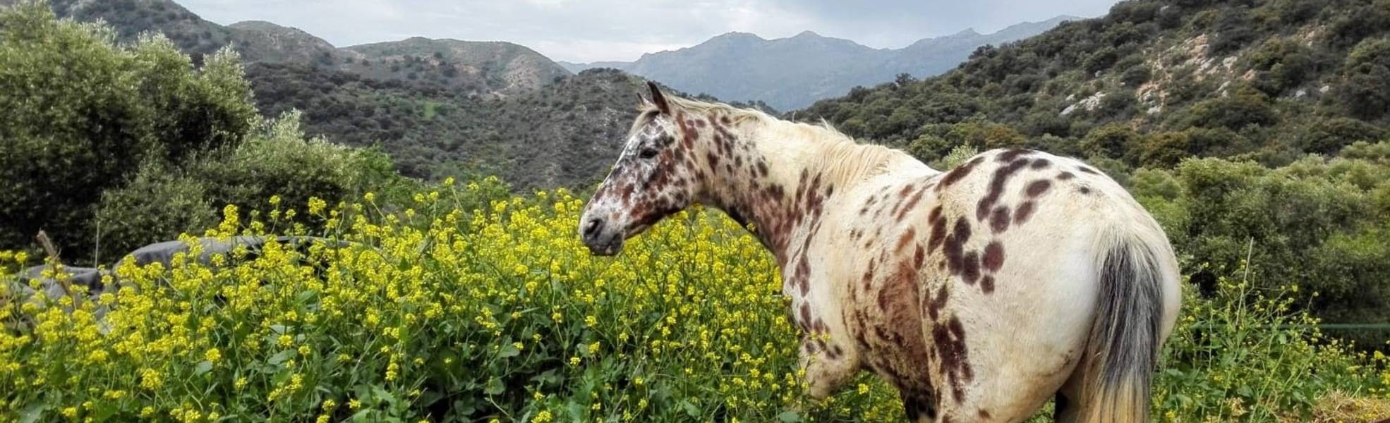 Freiwilligenarbeit Andalusien