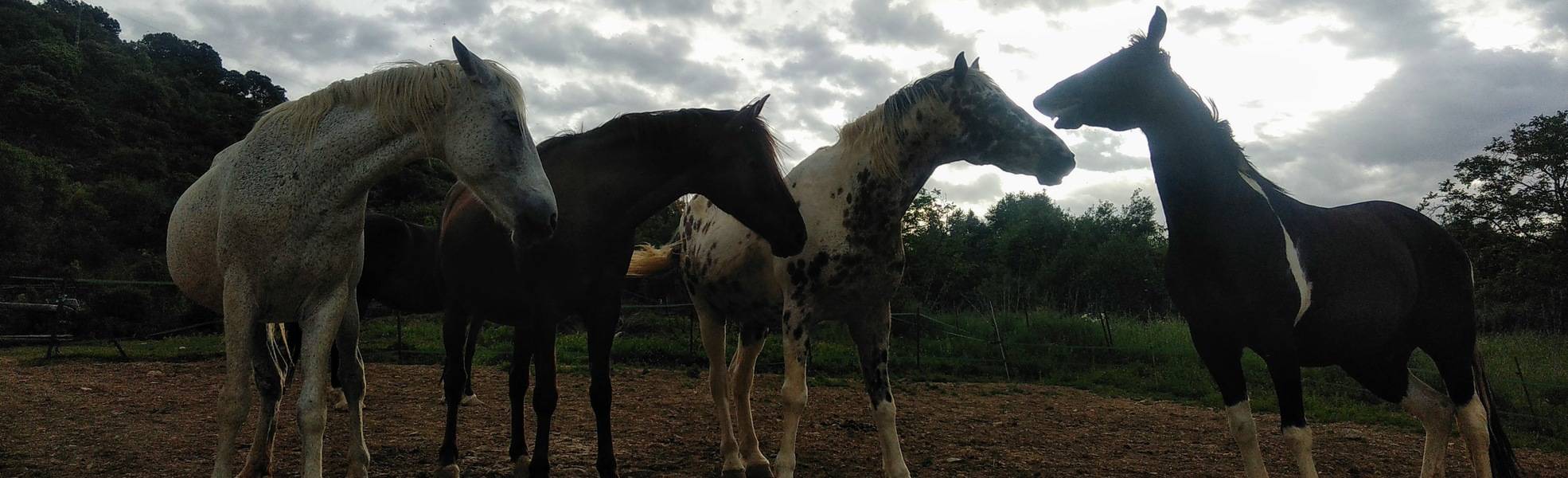 Freiwilligenarbeit Andalusien