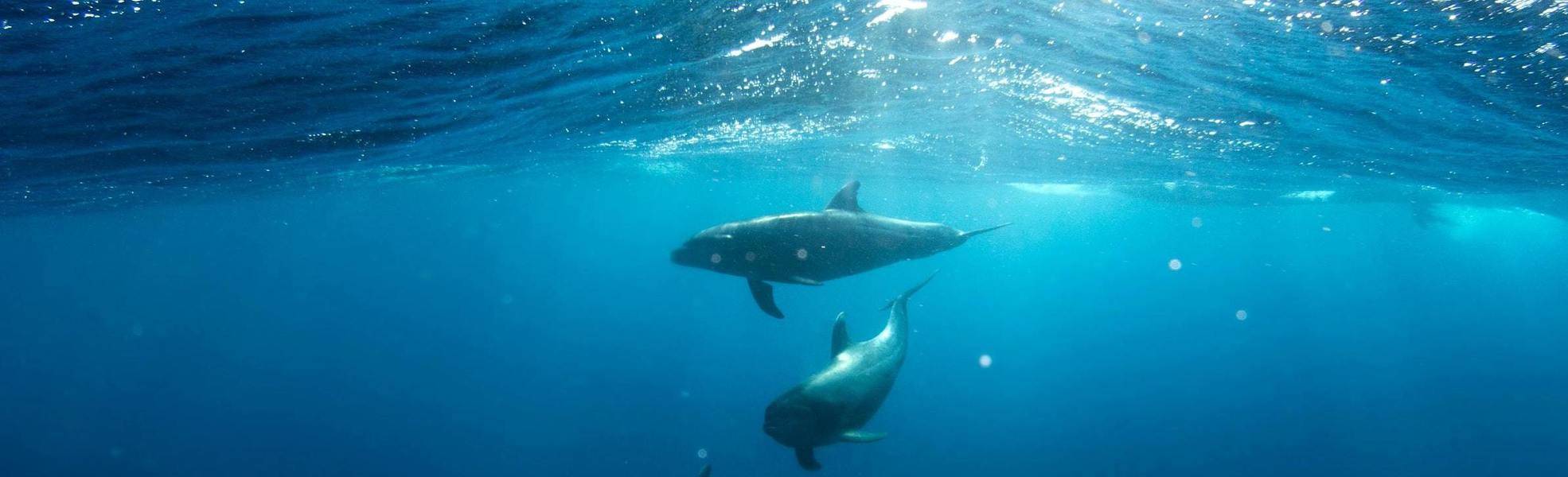 Freiwilligenarbeit im Bereich des Meerschutzes 