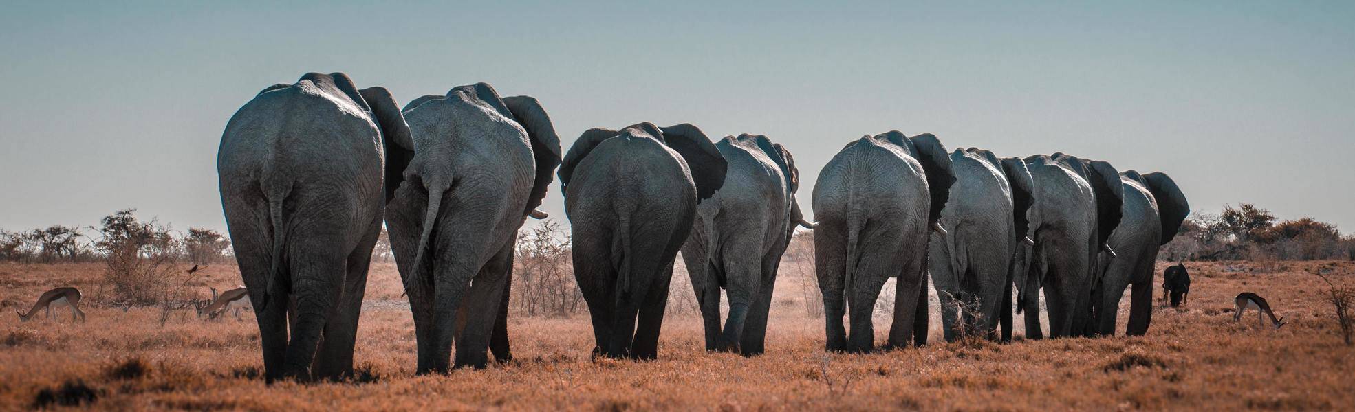 Elefanten im Tourismus 