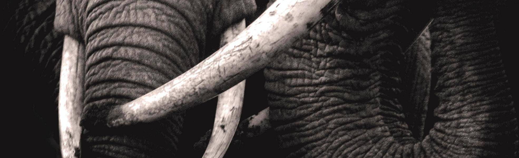 5 schockierende Fakten zum Elfenbeinhandel