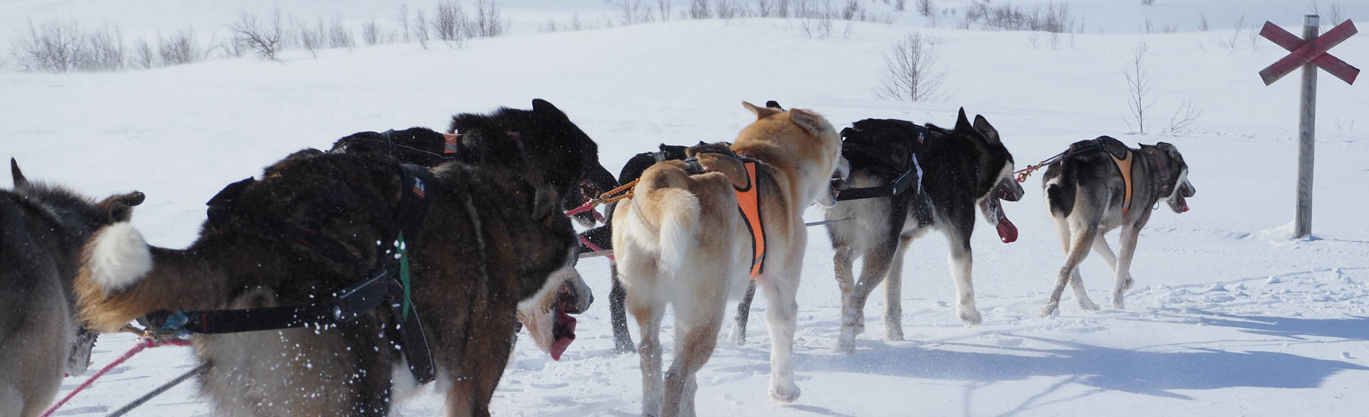 Husky Farm in Schwedisch Lappland