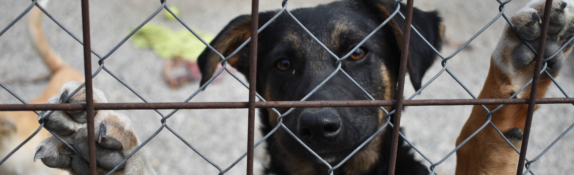Hundeprojekt in Rumänien