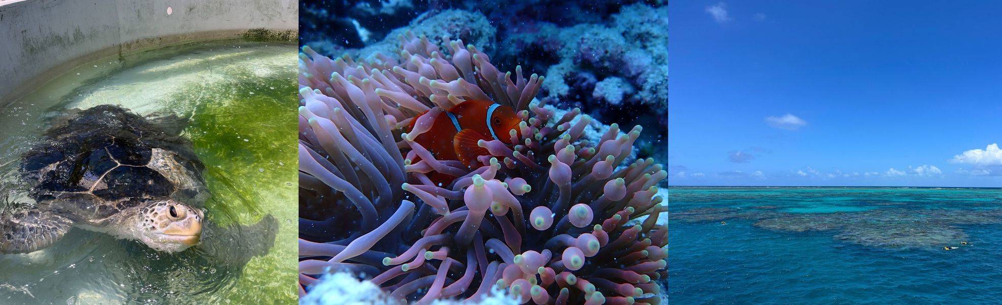 Freiwilligenarbeit Australien