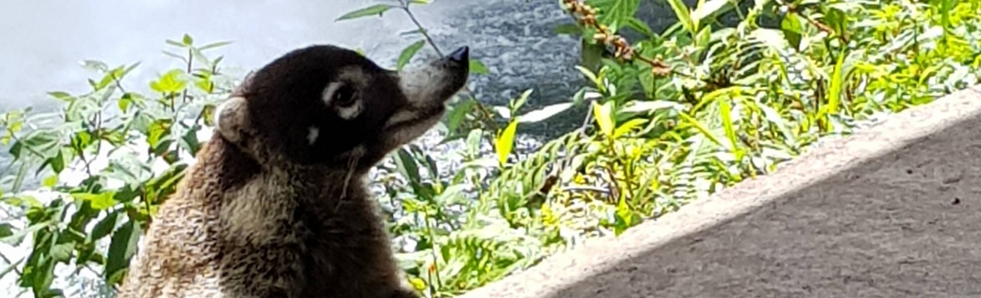 Volunteering in San José - Tierwelt