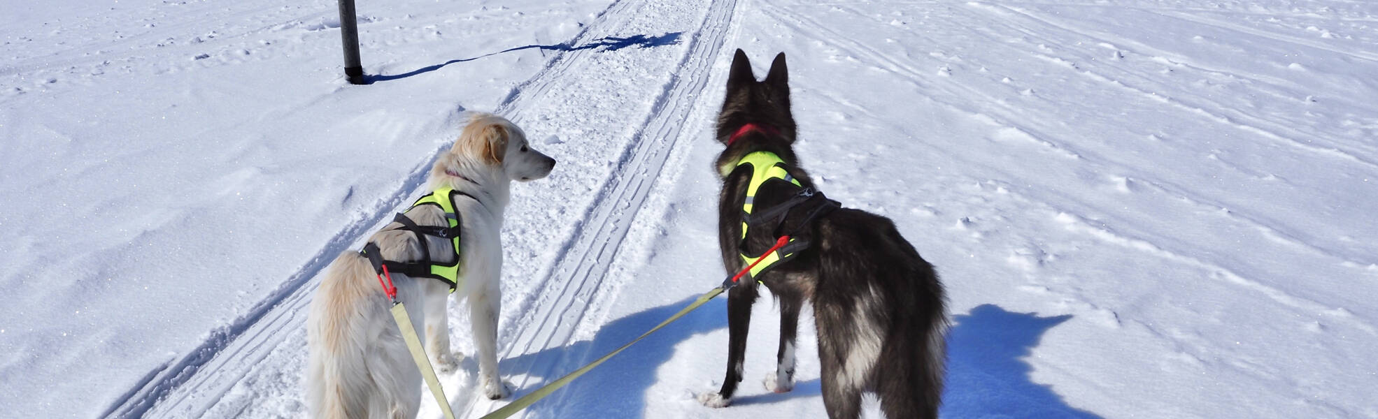 Volunteering with huskies in Swedish Lapland