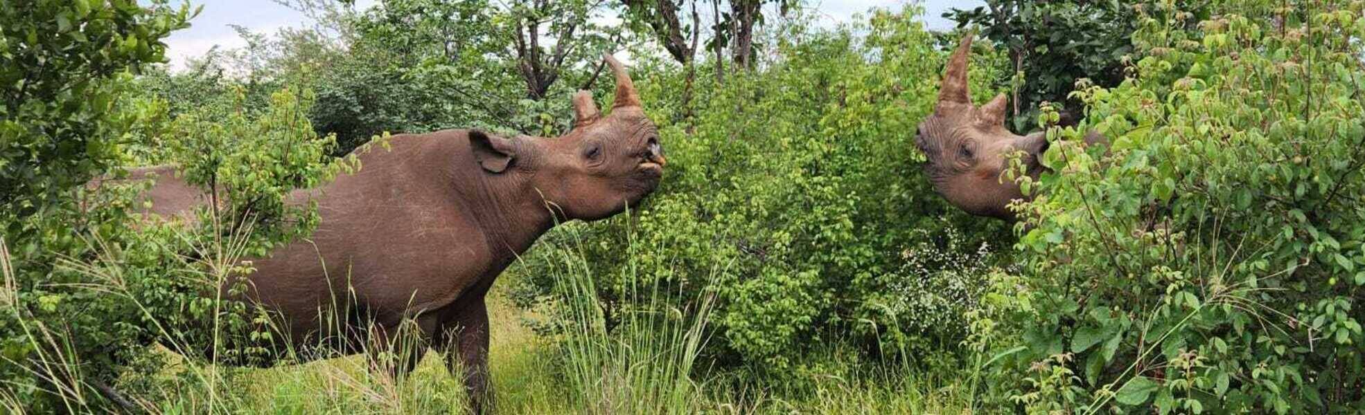 Erfahrungen aus dem Wildlife Projekt in Simbabwe