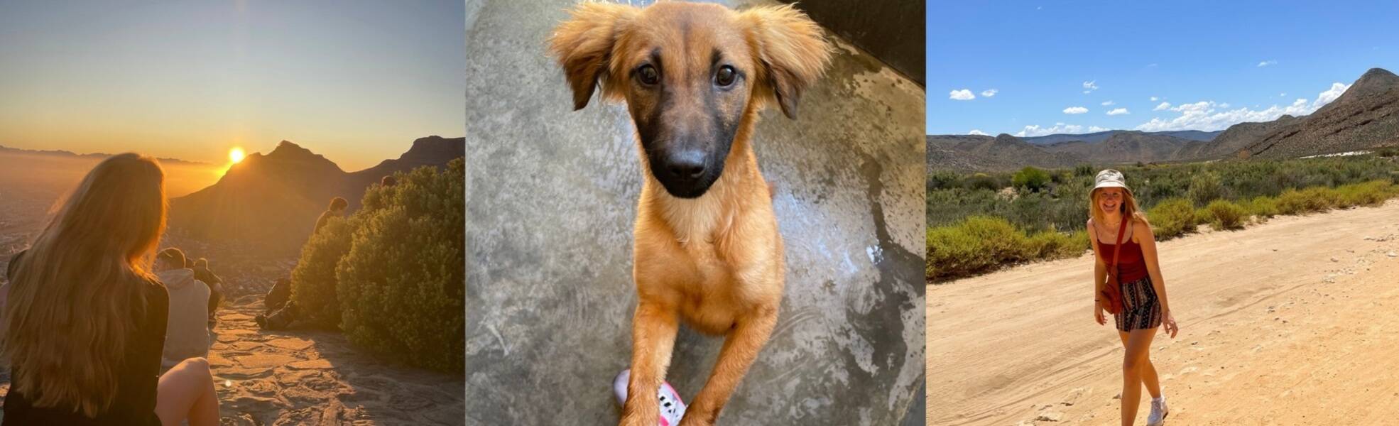 Erfahrungen aus dem Tierheim und Tierschutz in Südafrika